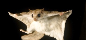 southern-flying-squirrel-raleigh-nc-remove-722x340